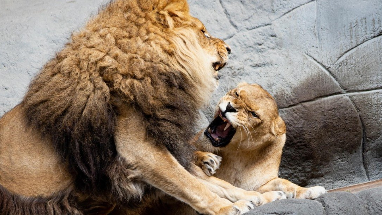 Danimarca, zoo chiede di donare animali vivi per nutrire i predatori