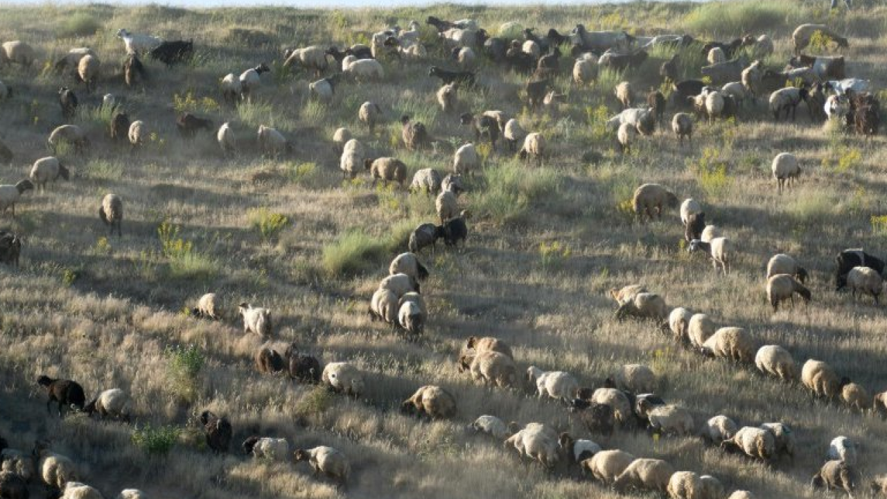 Transumanza in Val Senales:  patrimonio culturale immateriale dell'UNESCO