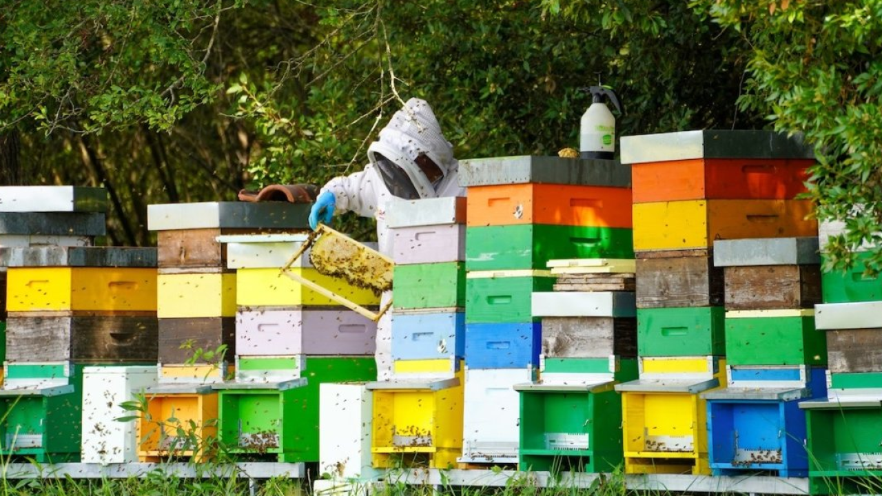 Api a Bibione, Venezia: la lezione delle regine di Val Grande