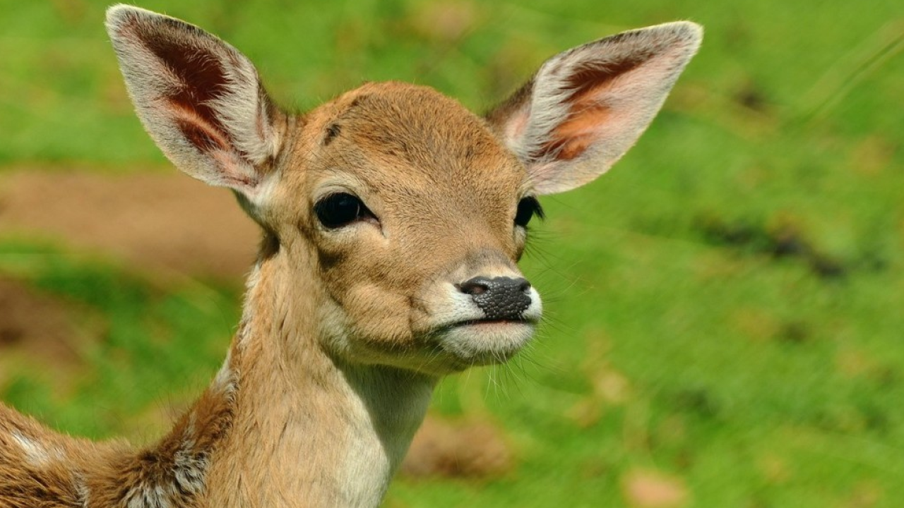 Settembre autentico in Valtellina, tra feste per la transumanza e bramiti dei cervi