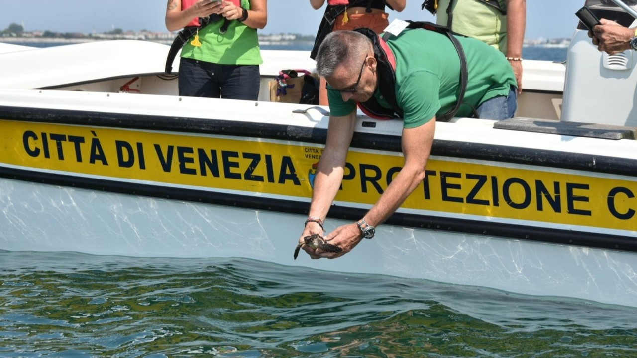 Venezia: le tartarughe marine Elena e baby Serenity tornano in mare