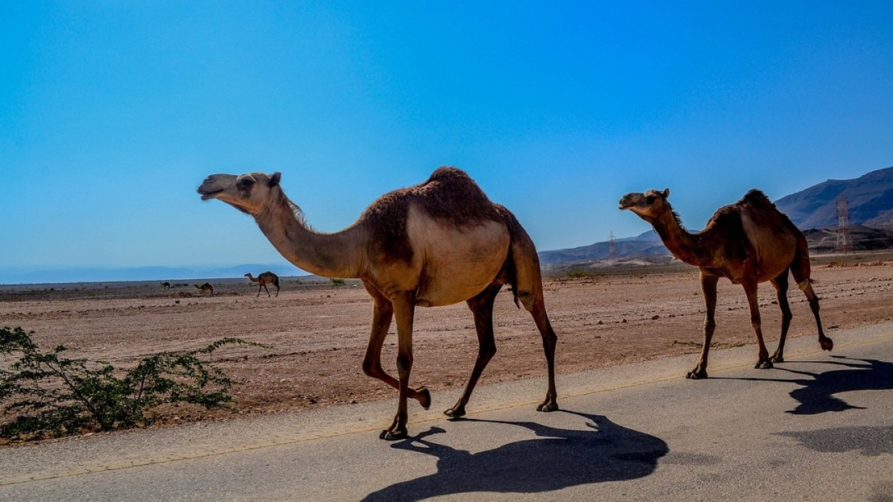  Oman, tra il deserto e il mare