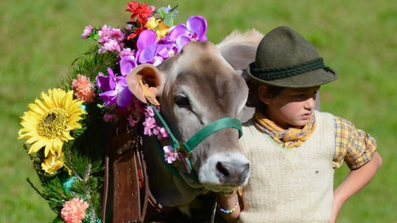 Settembre in Valtellina: un mese autentico tra riti ancestrali e suoni della natura