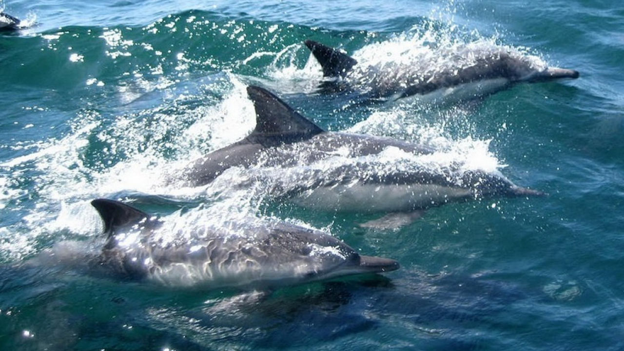 Estate fuori stagione: esperienze tra cielo, mare e terra all'isola d'Elba a settembre e oltre