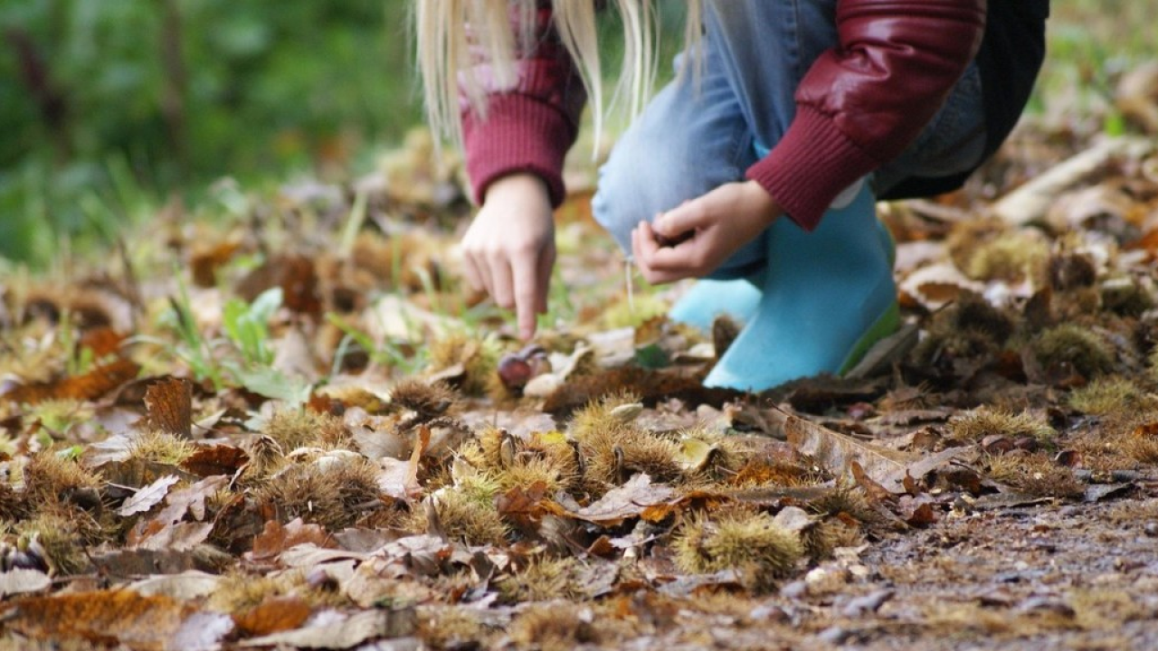 Tempo di celebrare le castagne nella regione di Lana in Alto Adige