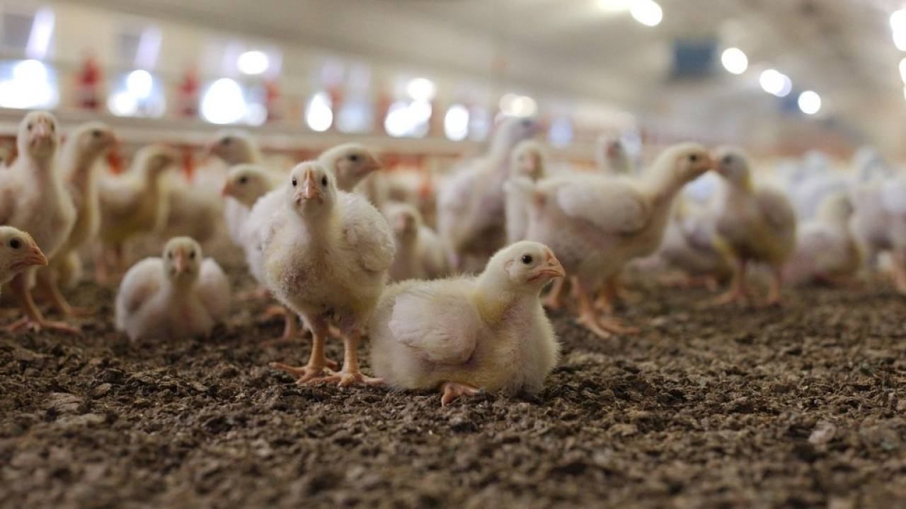 Francia, i maggiori produttori di carne di pollo si impegnano per il benessere degli animali