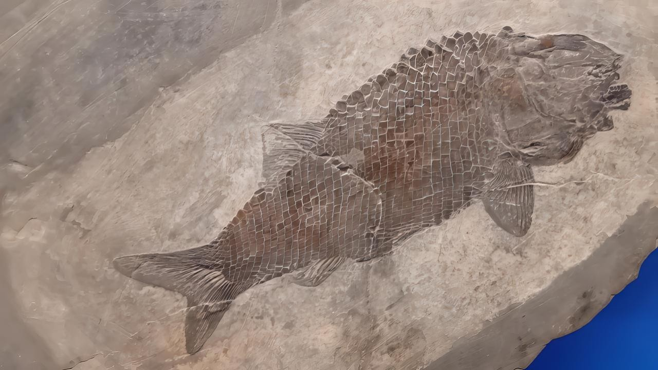 Besano, escursione sulle tracce dei fossili: domenica 5 ottobre visita guidata agli scavi e al museo 