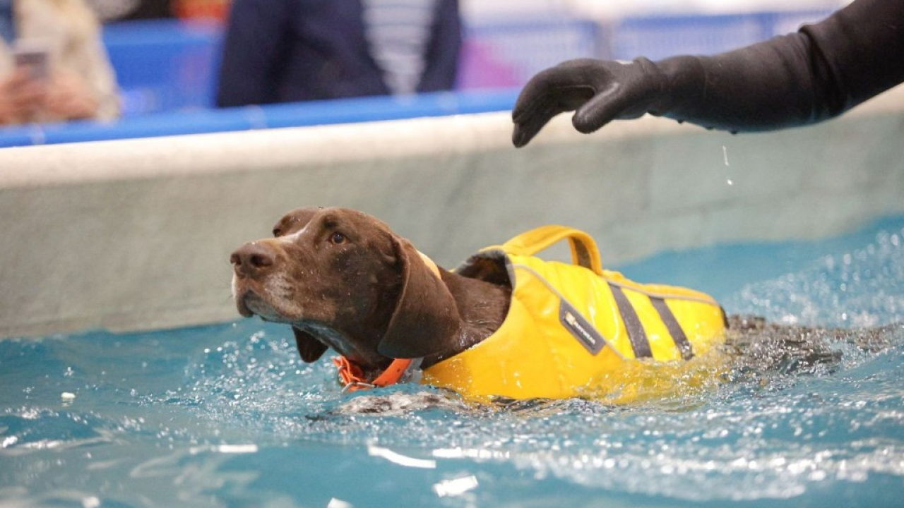 A Milano torna Quattrozampeinfiera con l’iniziativa #UsatoPet