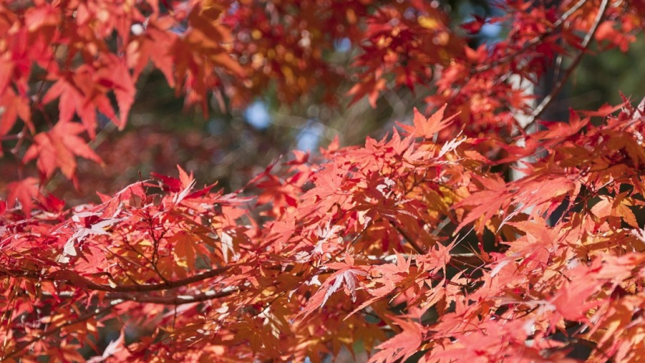 I Giardini di Castel Trauttmansdorff si vestono per l’autunno