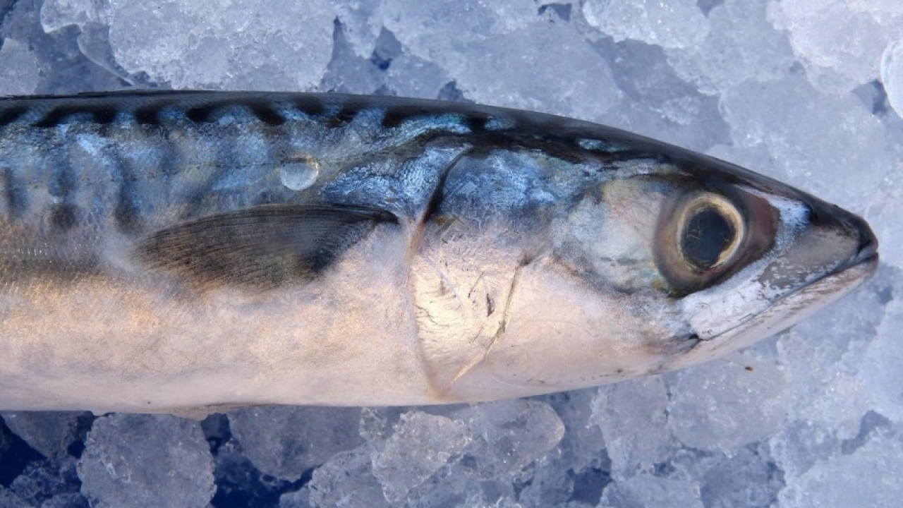 Allarme sgombro nell’oceano Atlantico Nord-orientale: la sopravvivenza della specie è a rischio