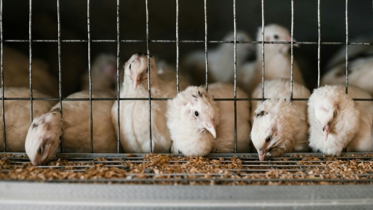 Lidl Italia estende il suo impegno cage-free per le galline