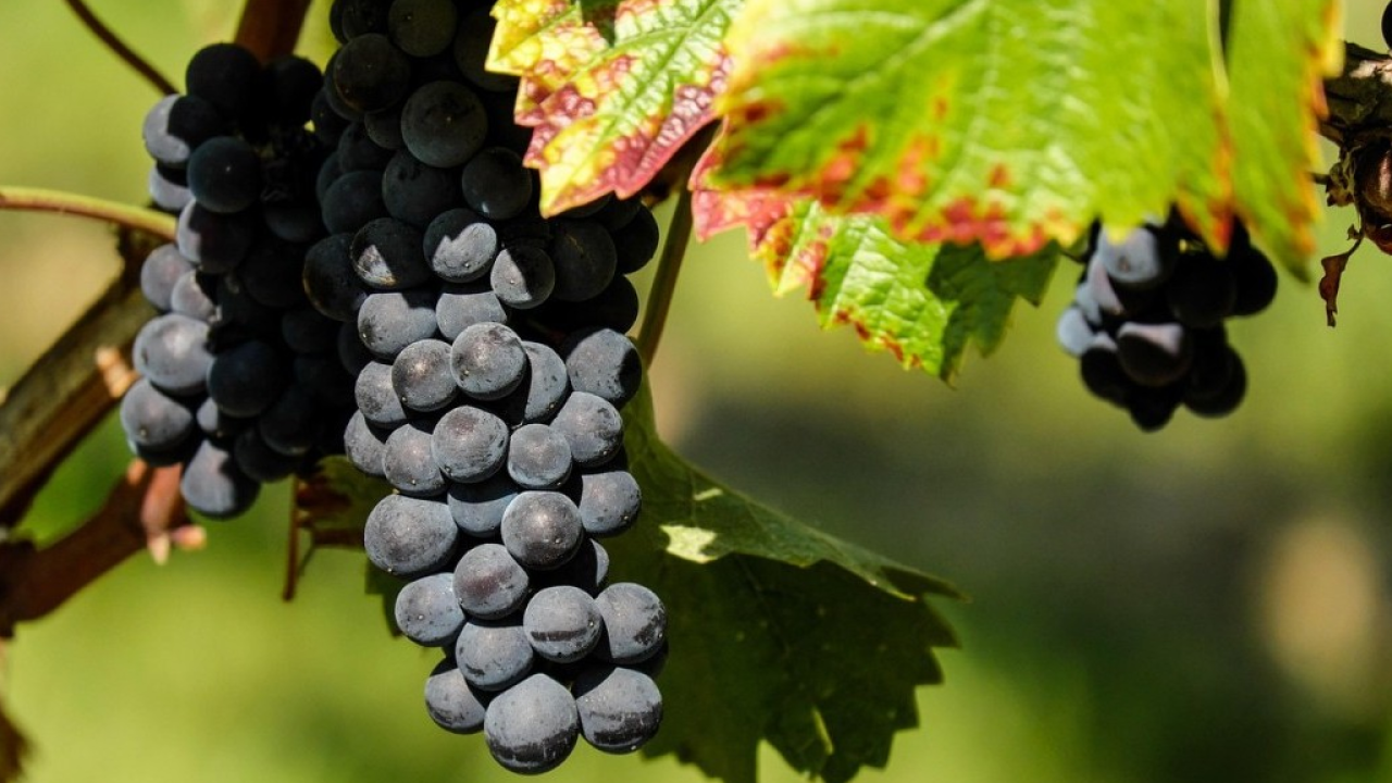 Il Recioto della Valpolicella è Presidio Slow Food