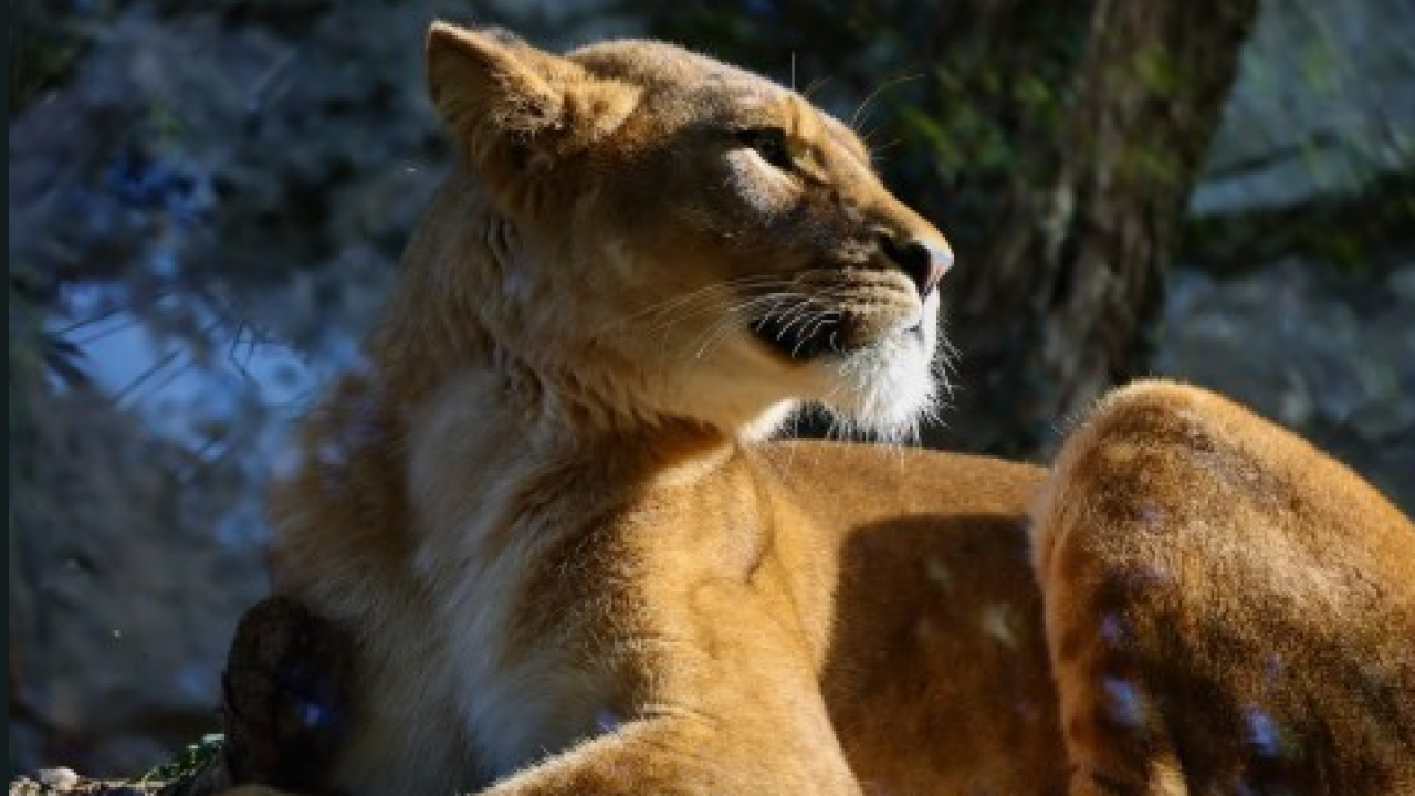 Parco Le Cornelle: arrivate tre leonesse berbere 