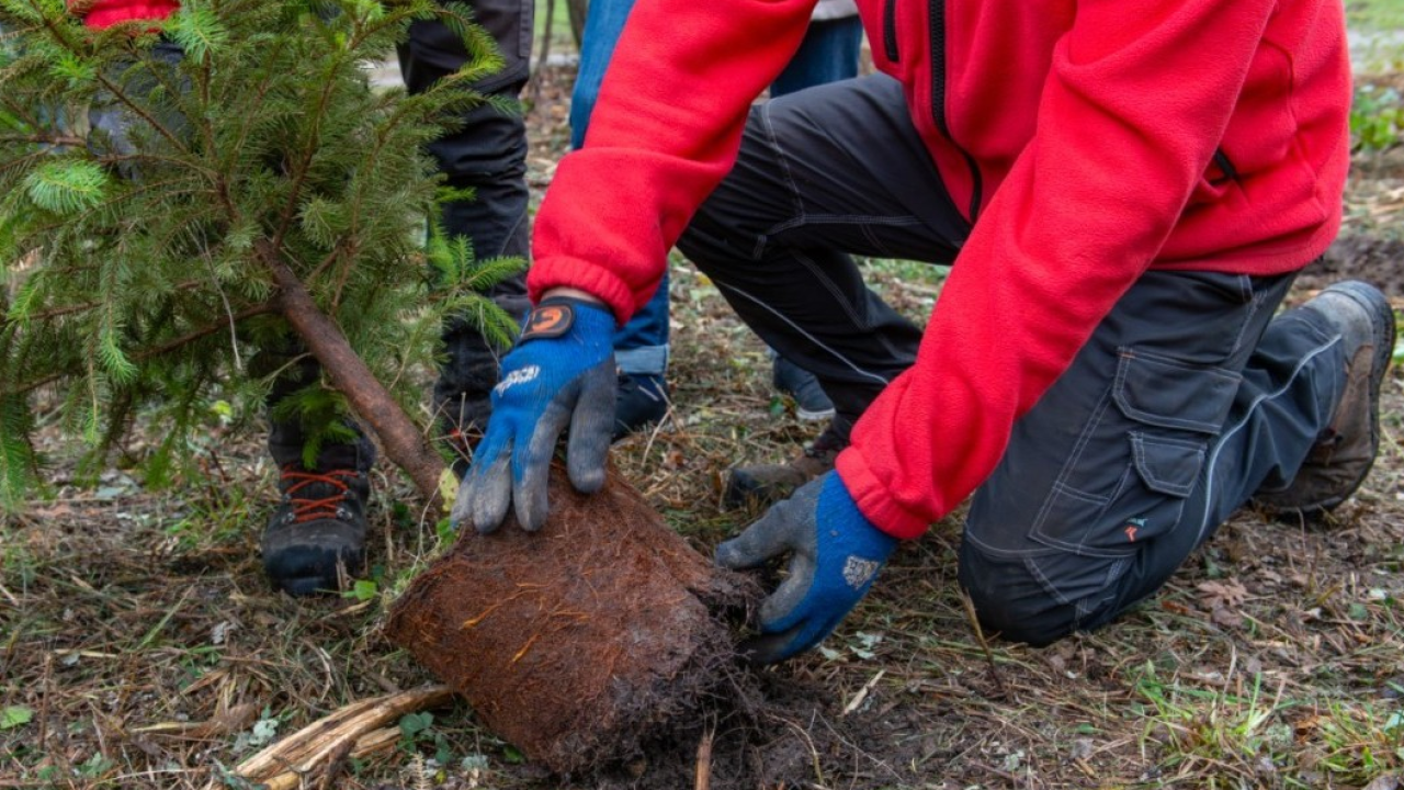 Legambiente: l'Italia accelera sul verde, messi a dimora oltre 3 milioni di alberi nel 2024