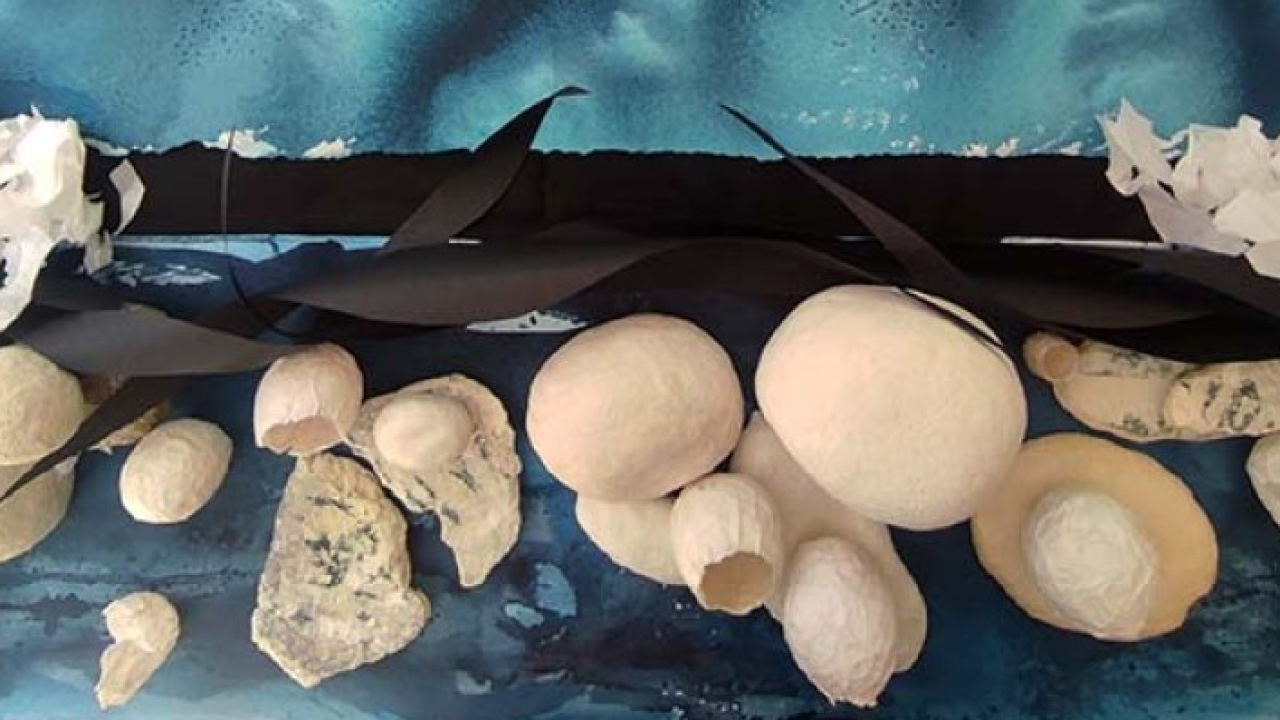 Al Museo Civico di Zoologia di Roma dal 15 novembre la mostra Still Life dedicata ai temi ambientali