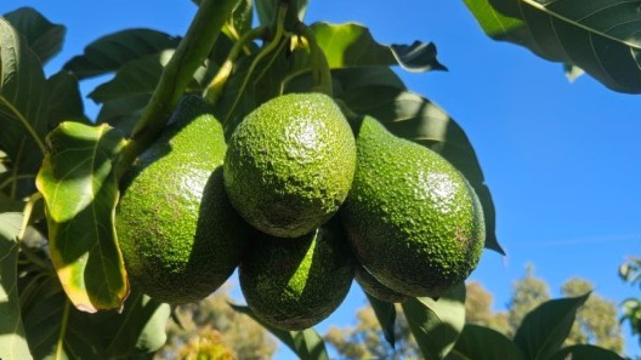 Avocado italiano Persea: il primo raccolto da agricoltura rigenerativa