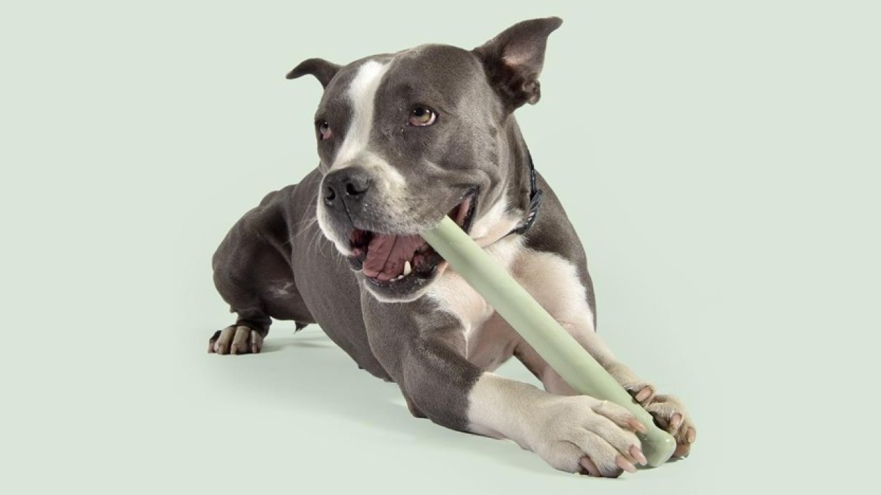 Cittá del sole lancia i giochi per cani e gatti