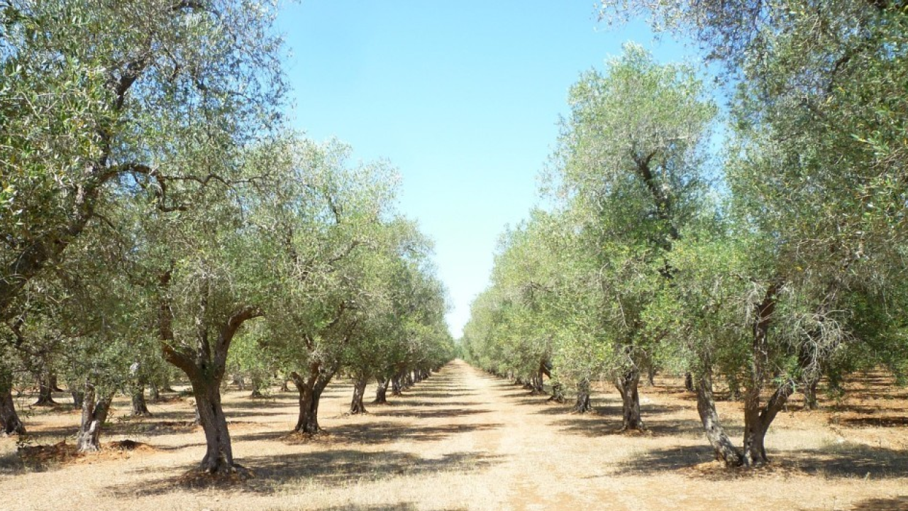 Oleoturismo: il 64% dei viaggiatori italiani è interessato a esperienze a tema olio