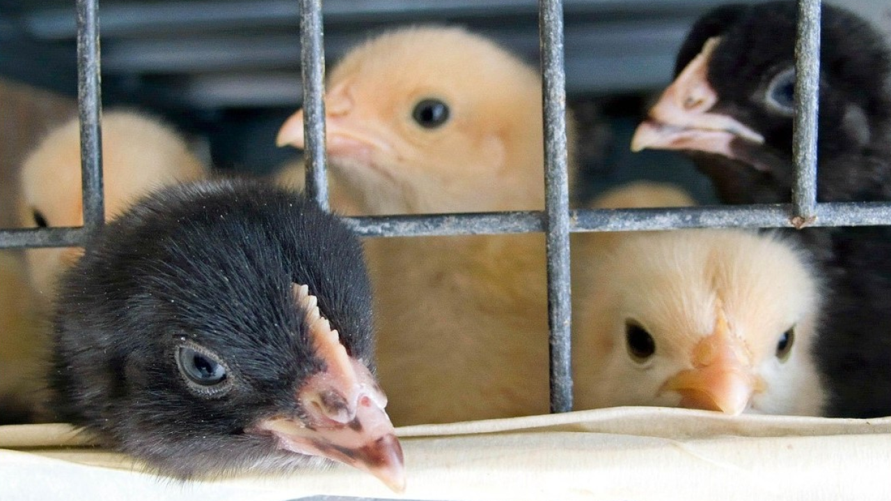 Report: benessere dei polli, l’Italia e i supermercati italiani sono il fanalino di coda