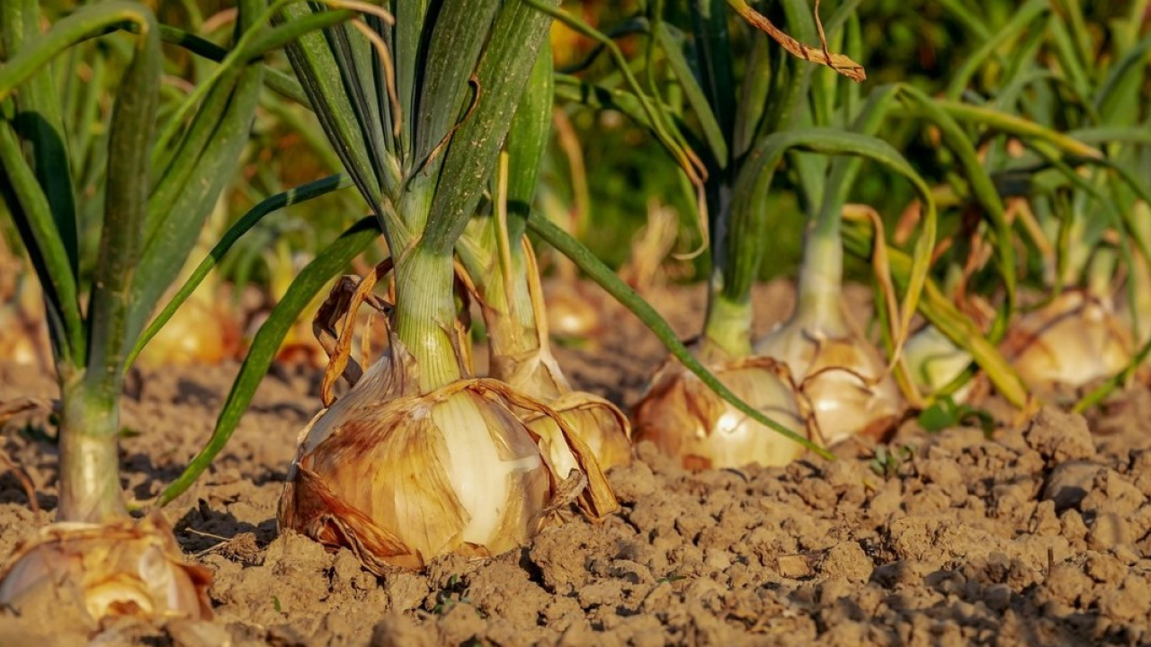 A Castrovillari (Cs) la cipolla bianca è un nuovo Presidio Slow Food
