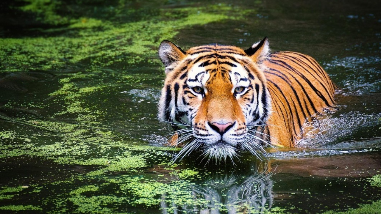 WWF: un cucciolo di tigre alimenta la speranza in Thailandia