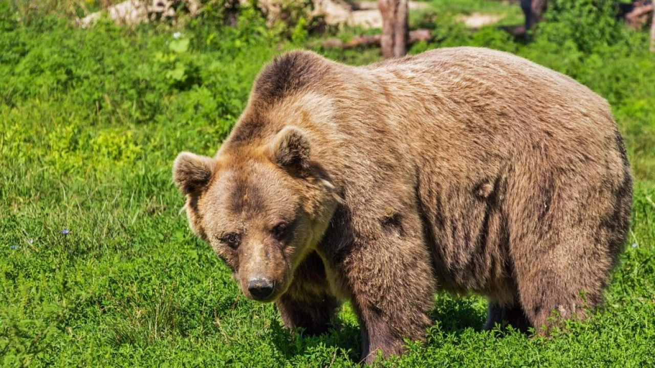 Orso bruno marsicano, WWF: nuovo studio evidenzia sua unicità