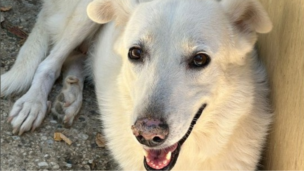 Animali: il regalo più bello per Natale è un’adozione a distanza