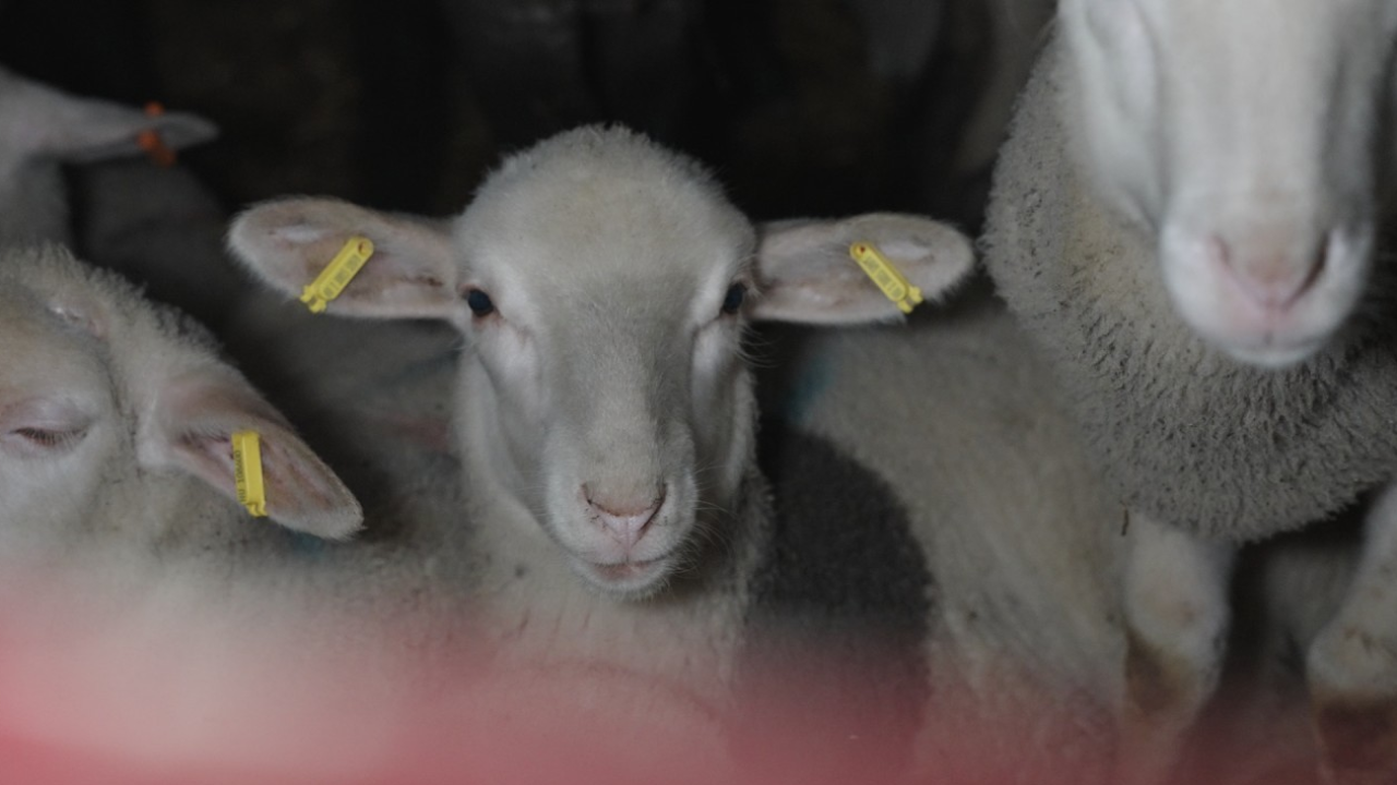 L’associazione Essere Animali: dietro la tradizione dell’agnello a Natale si nasconde una grande sofferenza