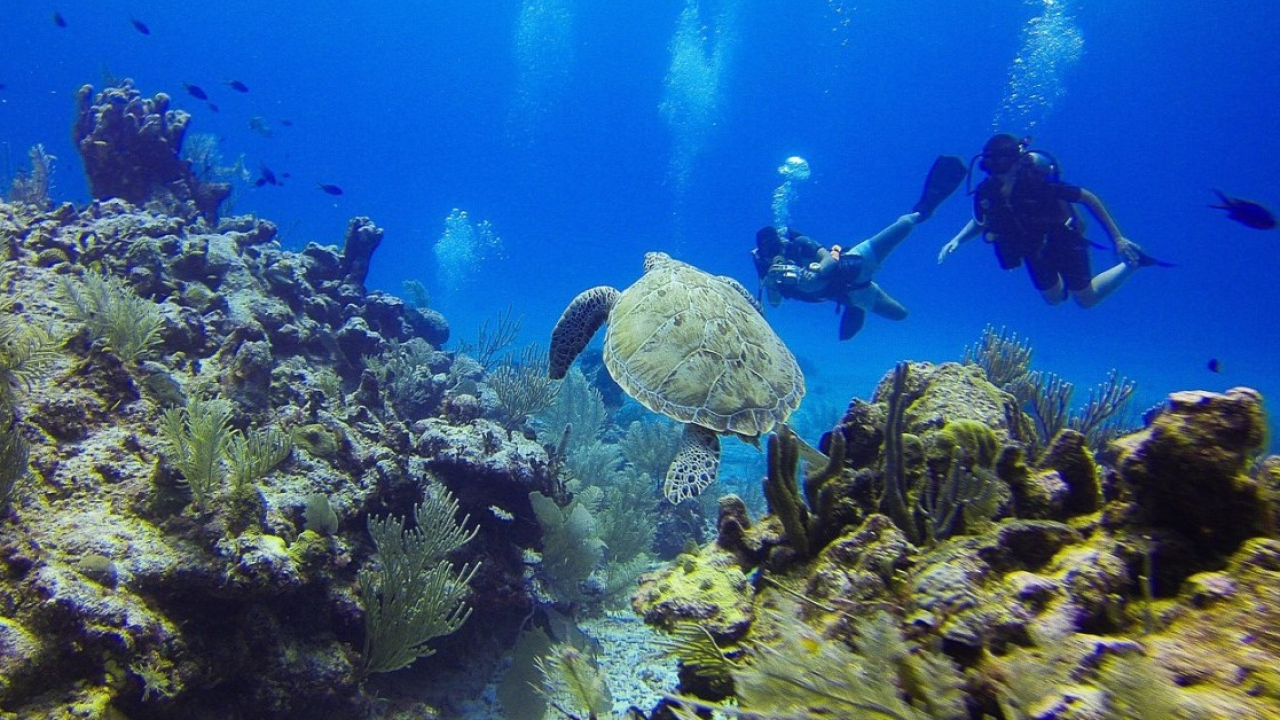 Estrazione mineraria nei fondali marini, i rischi e le richieste del WWF