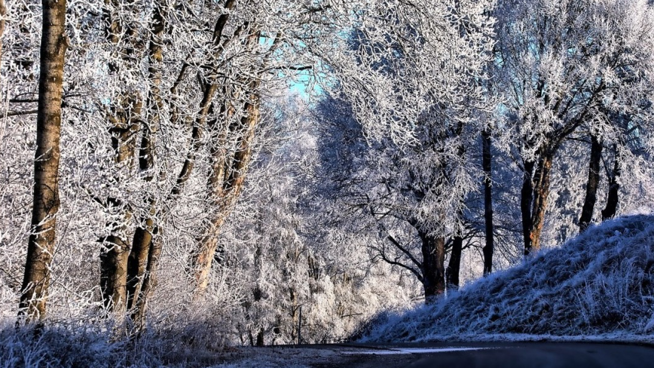 Freddo, Fedagripesca Toscana: “Ottima arma contro i parassiti come la mosca dell’olivo”