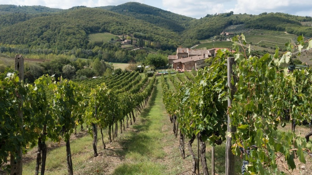 Falso Chianti, oltre 2.500 contenuti illeciti individuati online negli ultimi sei mesi