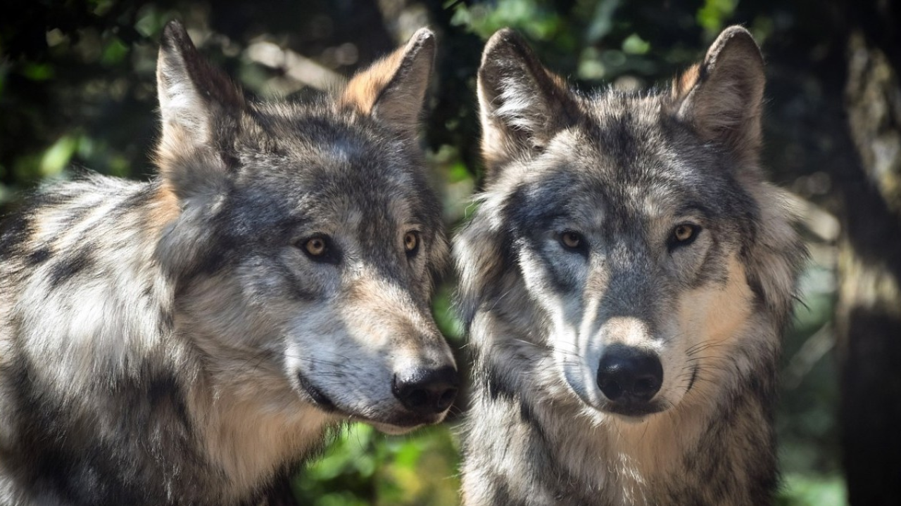 Il Governo declassa la protezione del lupo in Italia