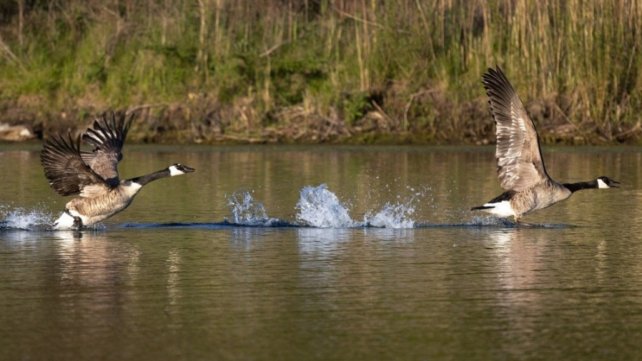 Giornata Mondiale delle Zone Umide: visita guidata gratuita alle Terme di San Giovanni Isola d’Elba 