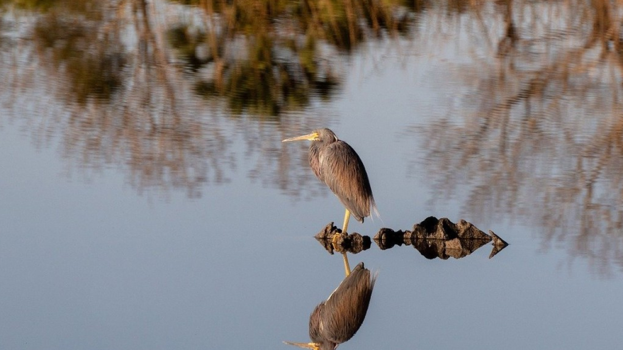 Zone umide, in Italia il 40% è a rischio