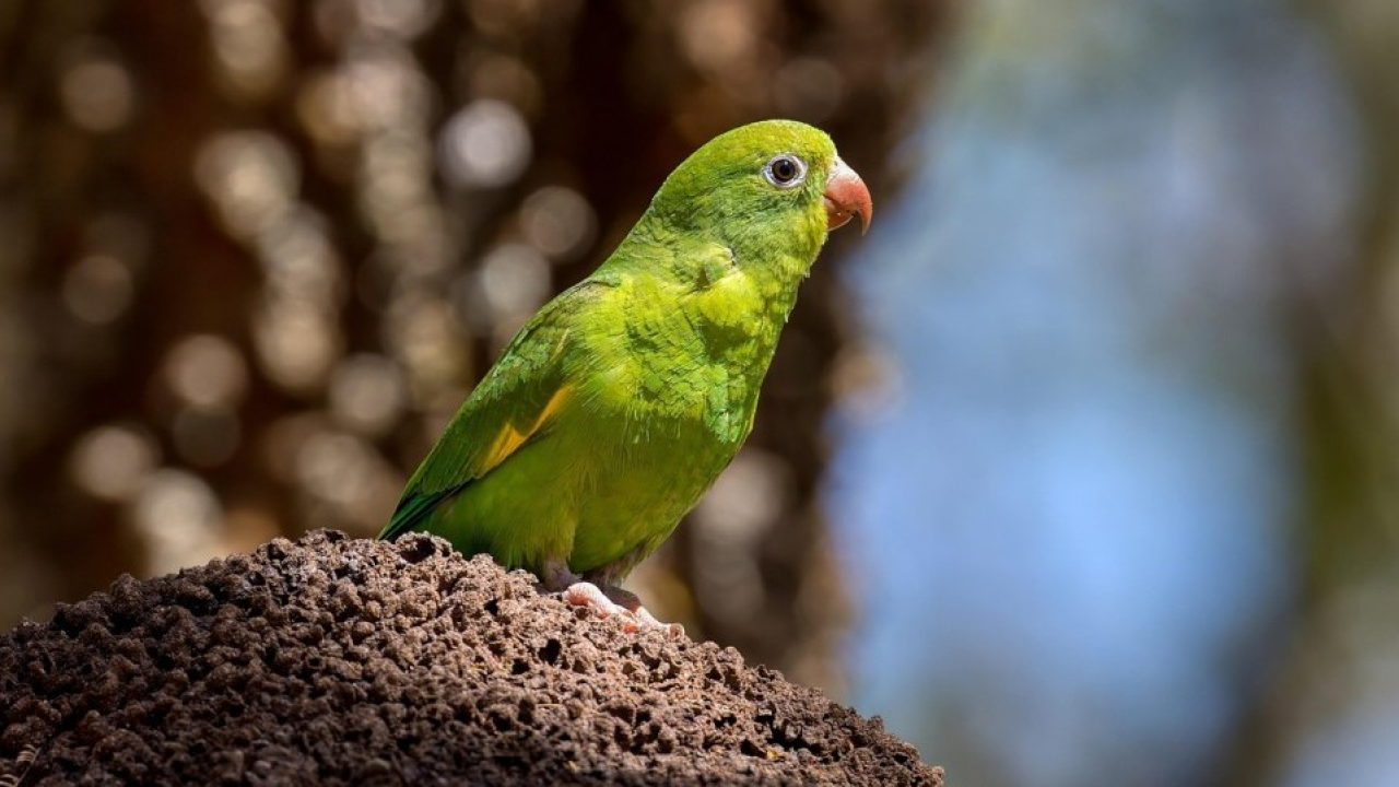 Specie aliene in città: come i parrocchetti stanno conquistando i centri urbani