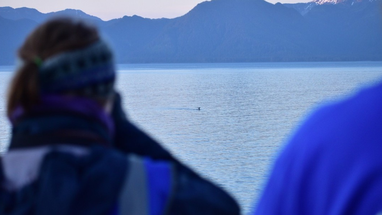 MSC Crociere e l’organizzazione di conservazione marina ORCA insieme in Alaska