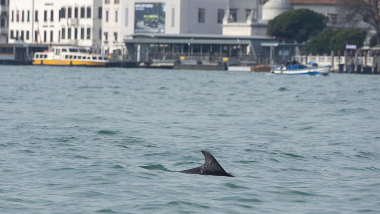 Venezia: attività di monitoraggio del delfino in Bacino San Marco