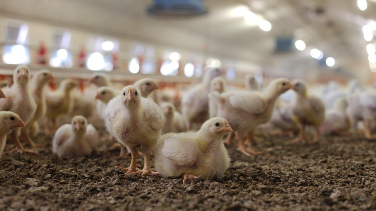 Benessere dei polli nelle catene di ristoranti e fast food: Italia al penultimo posto nella classifica europea