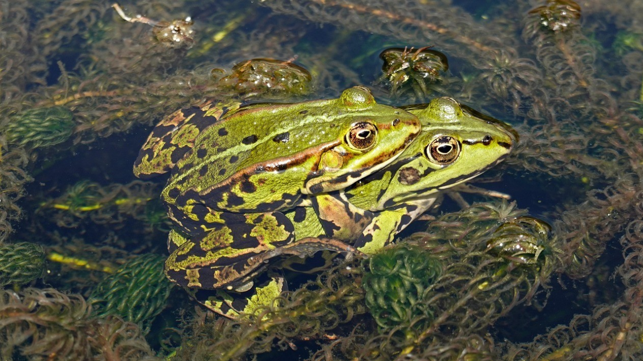 San Valentino , tempo d'amore anche tra gli anfibi