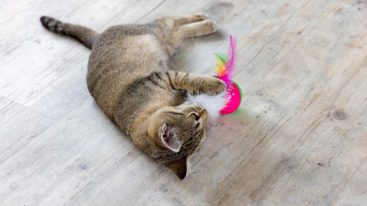 Tra lettiere hi-tech, cucce da esterno e giochi intelligenti, volano le ricerche online legate ai gatti e al loro intrattenimento