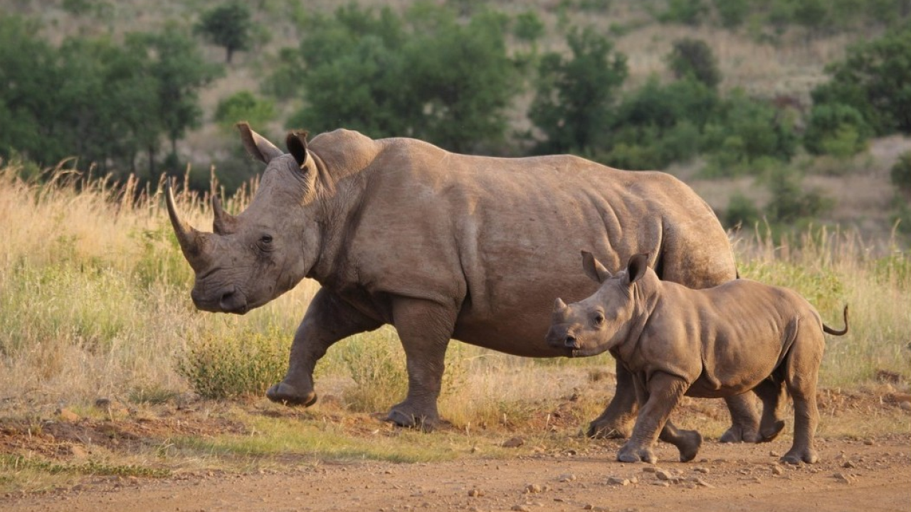 Rinoceronti, in Sudafrica il bracconaggio cala del 16%
