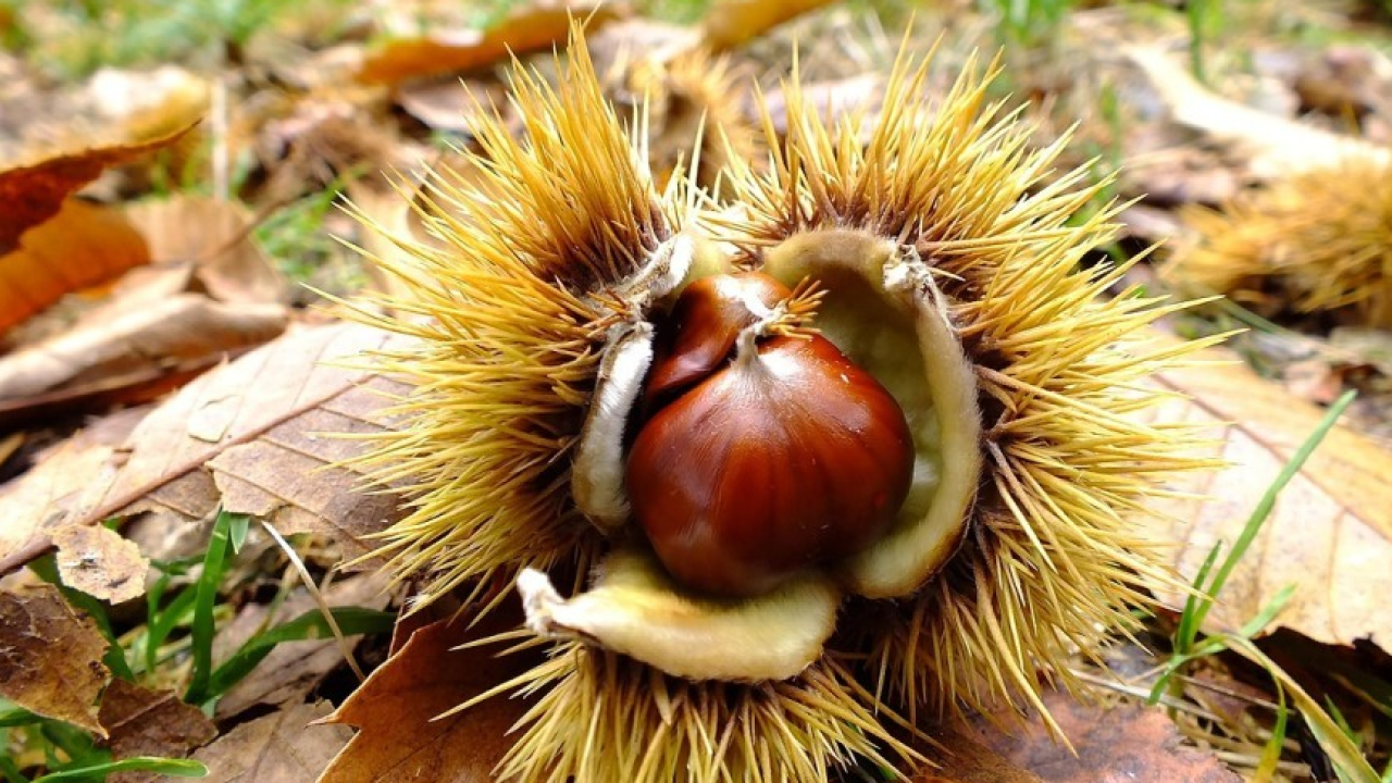 Parte la prima Scuola della Rete Slow Food dei castanicoltori