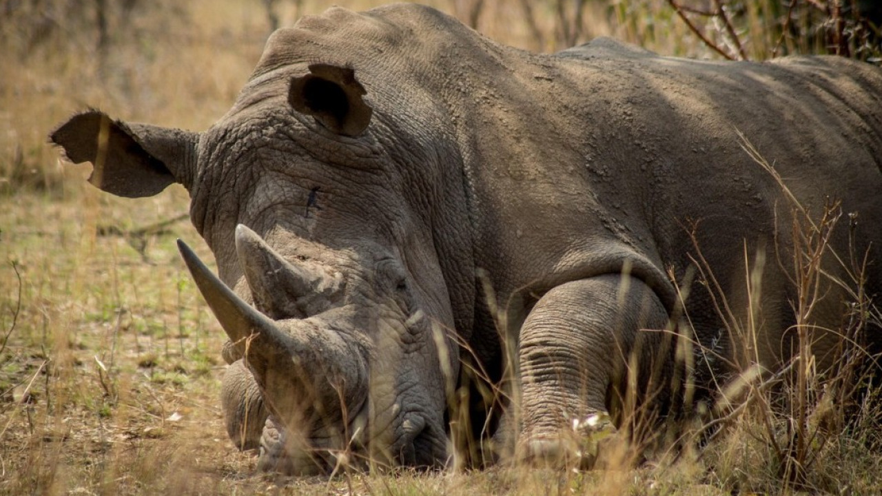 WWF: il traffico illecito globale minaccia più di 4.000 specie tra animali e piante