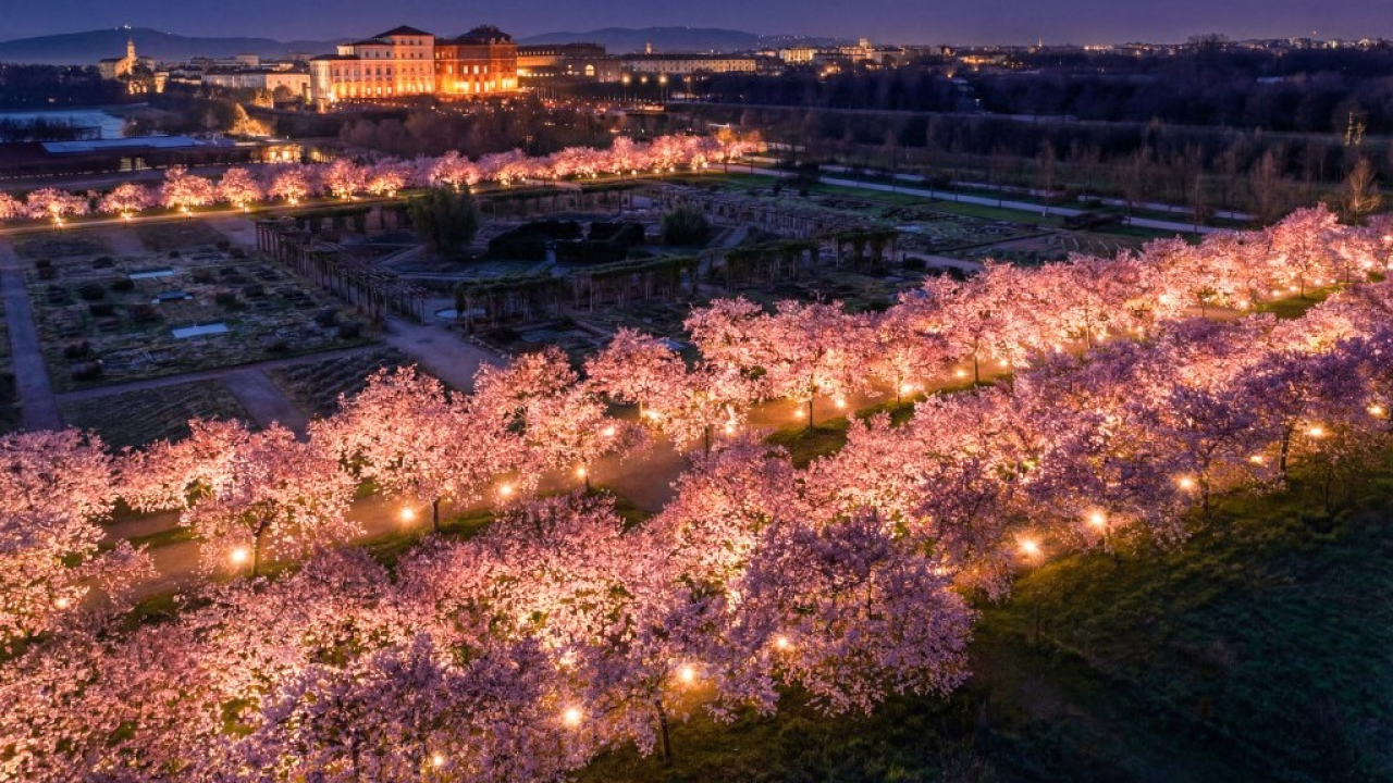 La Reggia di Venaria si prepara alla fioritura dei ciliegi