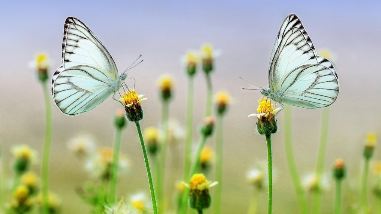 Italia, pronta la prima mappa delle realtà che tutelano gli impollinatori