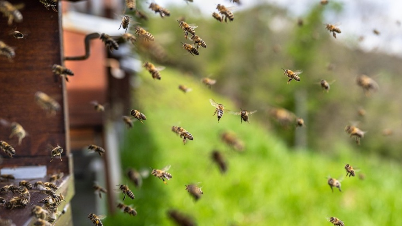 Giornata ecologica 2026: il Veneto celebra le api 