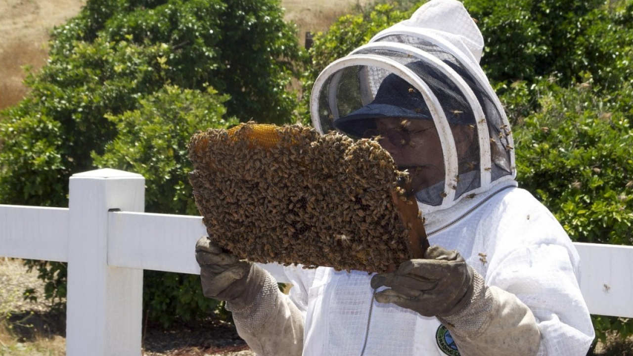 Italia, terra di api: il successo dell'apiturismo tra alveari e natura
