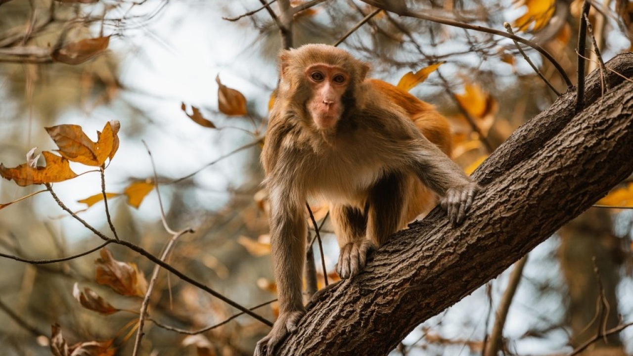 I gioielli del Sud Est asiatico con Kibo