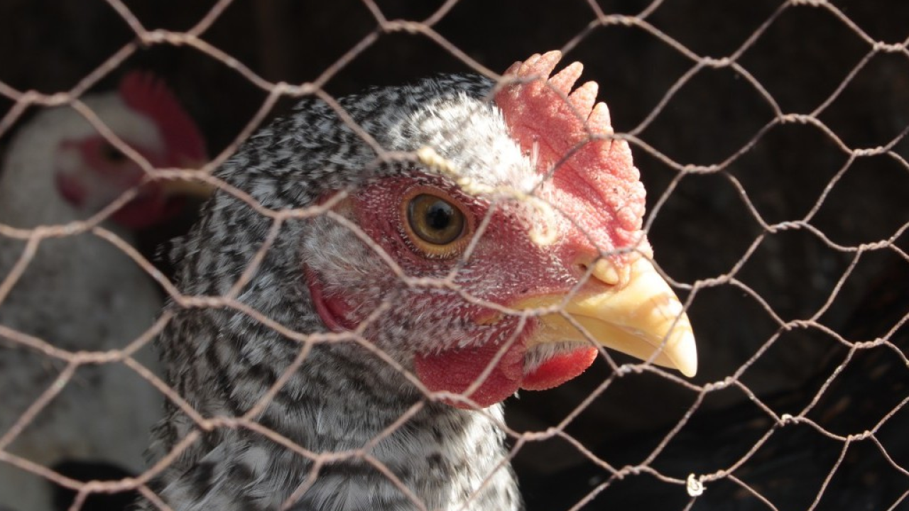 Gabbie negli allevamenti: Essere Animali lancia una proposta di legge per chiedere il divieto