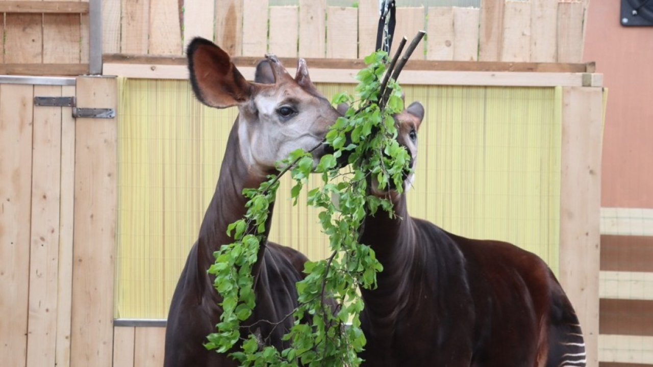 Un simbolo di pace alle Cornelle: l'okapi arriva al parco